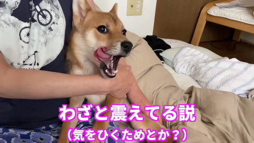 柴犬震える仮説