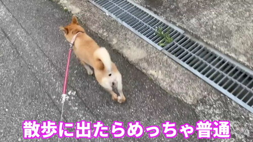 散歩中柴犬