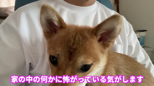 帰ってきた柴犬