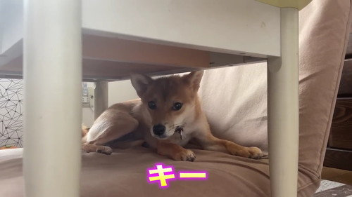怖がる柴犬