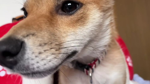 安心した表情の柴犬