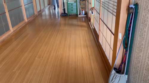 ひょっこり柴犬