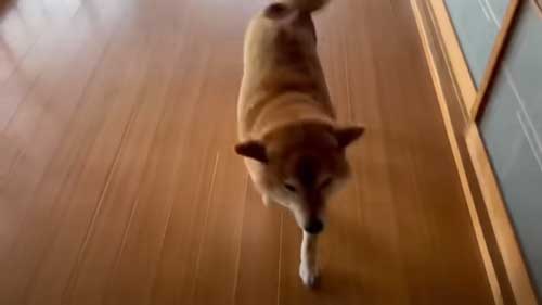 しっぽ振る柴犬