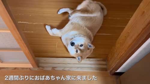 すぐゴロンする犬