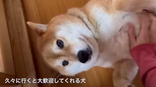 かわいい犬
