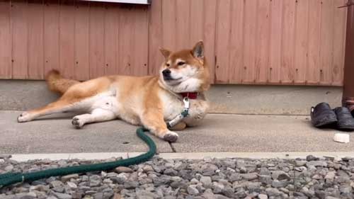 おやつ見守る犬