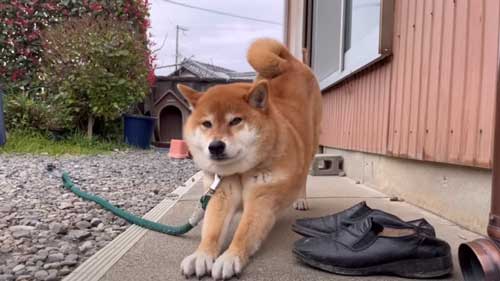 のんびりモードの犬