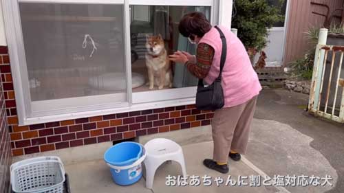 おばあちゃんには塩対応