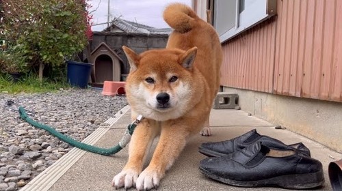 おばあちゃんちの柴犬