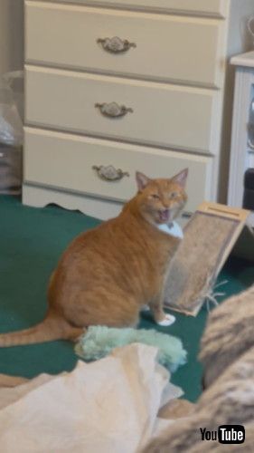 くしゃみにおこる猫