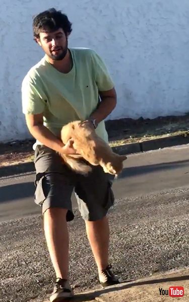 おりようとする猫