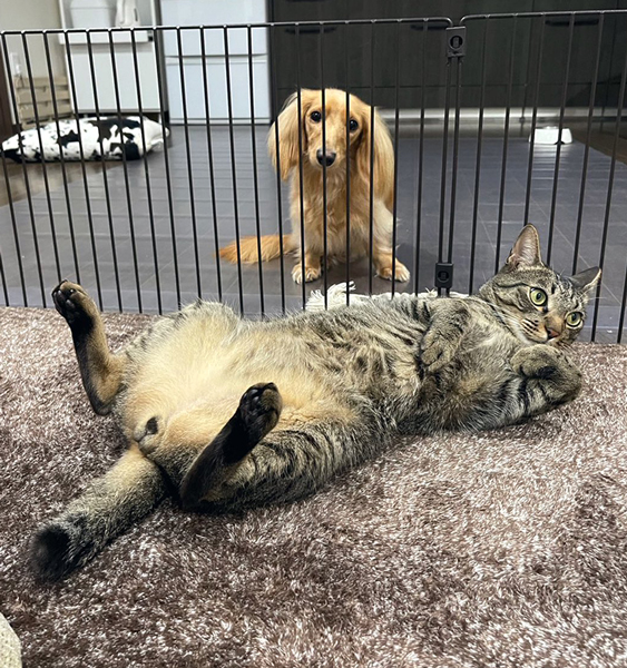 猫をおあずけされてる犬