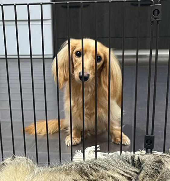 猫をおあずけされてる犬