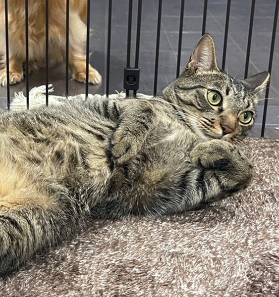 猫をおあずけされてる犬