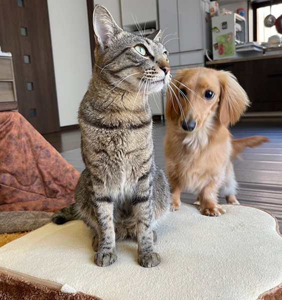 ねこちゃんにずっと話しかける犬