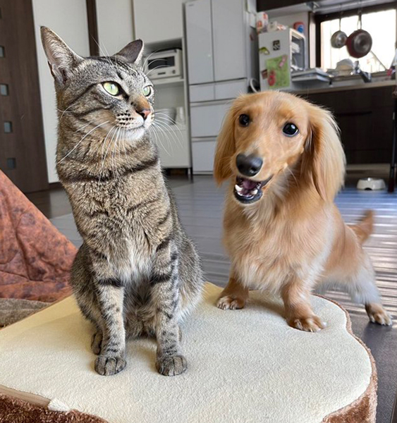 ねこちゃんにずっと話しかける犬