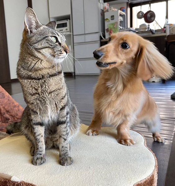 ねこちゃんにずっと話しかける犬