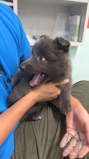 クマに見える子犬