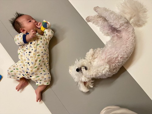 赤ちゃんと寝る犬