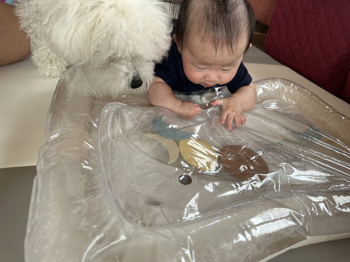 ウォーターマットを見る犬