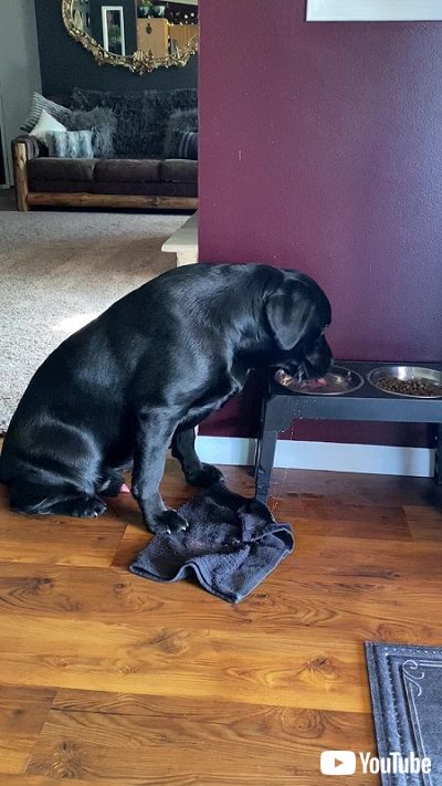 水をこぼすワンコ