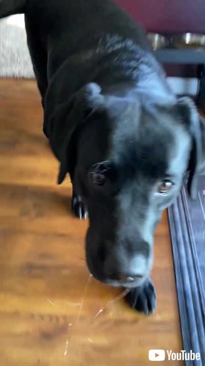 びしょびしょのワンコ