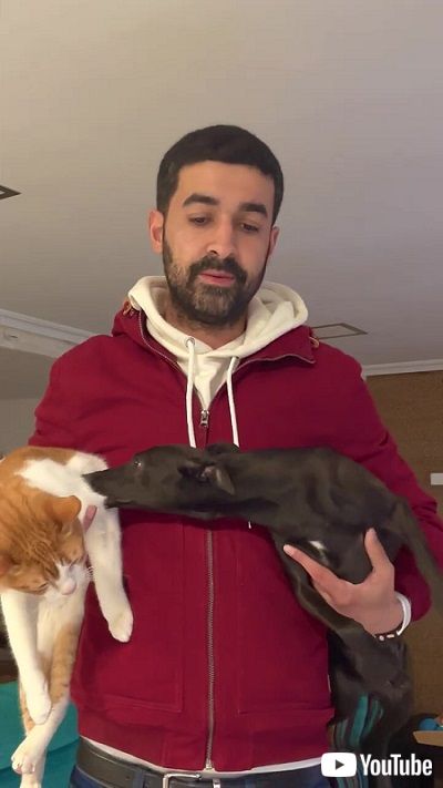 お構いなしな犬猫