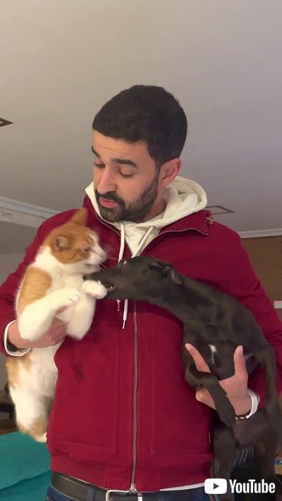 犬猫ハプニング