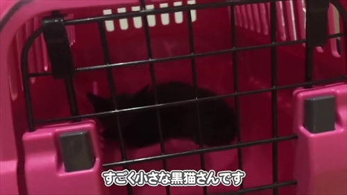 キャーリーケースに子猫