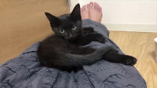 膝の上に乗る子猫