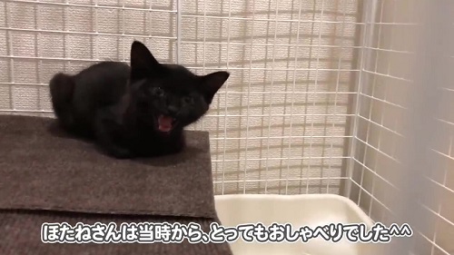 隔離中の子猫