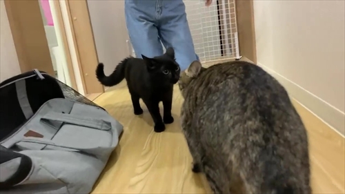 先住猫と子猫