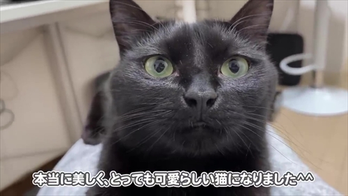 成長した黒猫