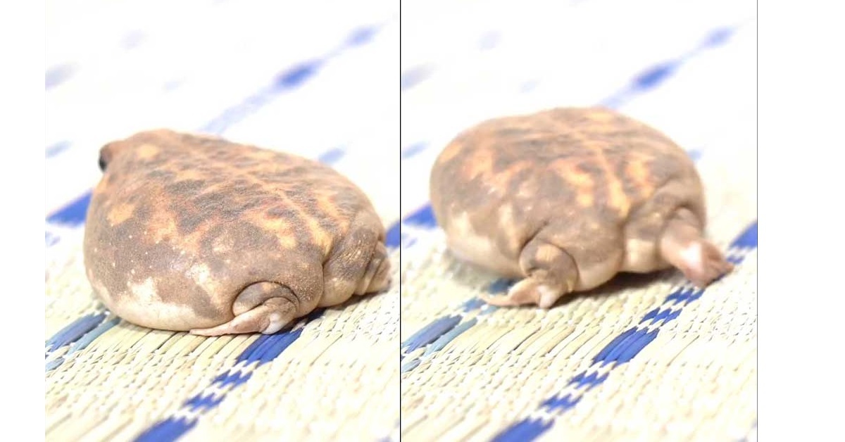 世界一かわいいぷりけつ”の正体は…… もちもちまん丸なアメ