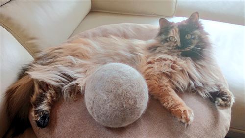 猫の抜け毛玉