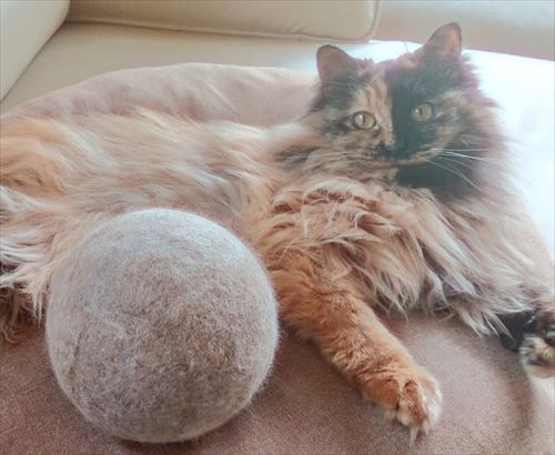 猫の抜け毛玉