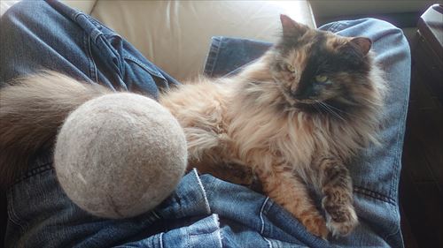 猫の抜け毛玉