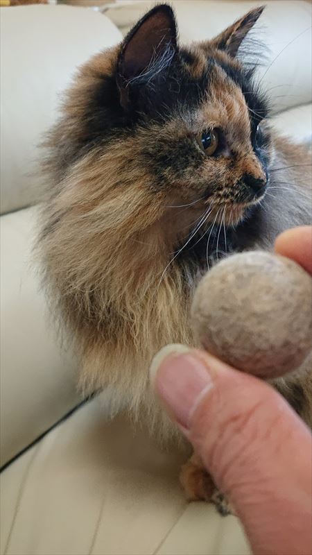 猫の抜け毛玉