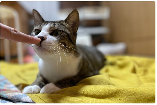 里親さん宅で暮らす猫ちゃん