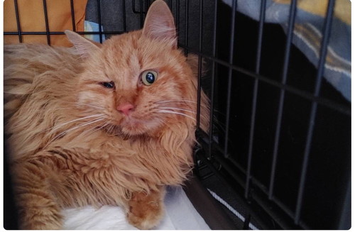 保護直後の痩せた猫