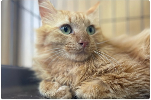 里親募集中のフワフワな猫