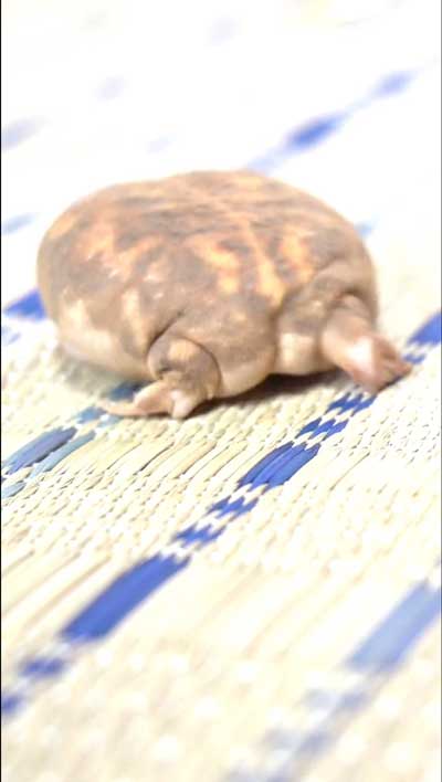 カエルのおしり