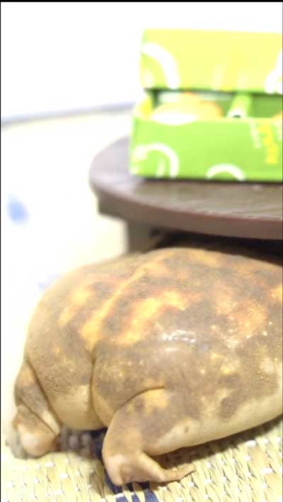 手足短いカエル