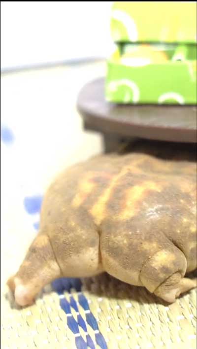 むにっとしたあんよ