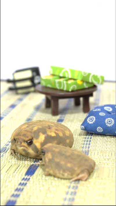 和室のセットがあうカエル