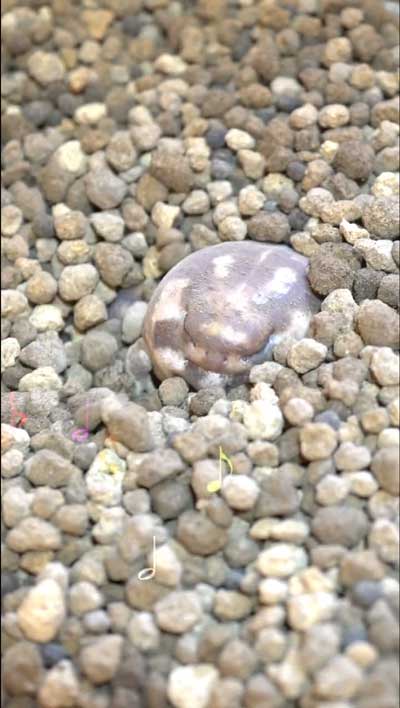 休憩するカエル