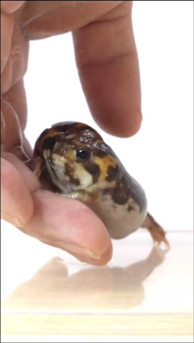 手にのぼるカエル