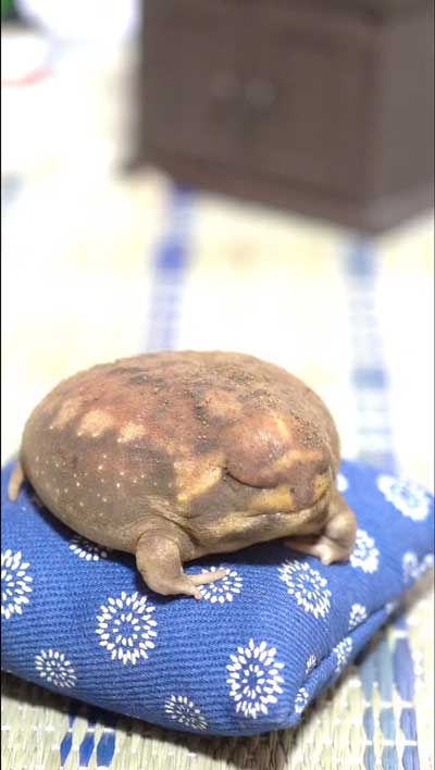 布団とカエル