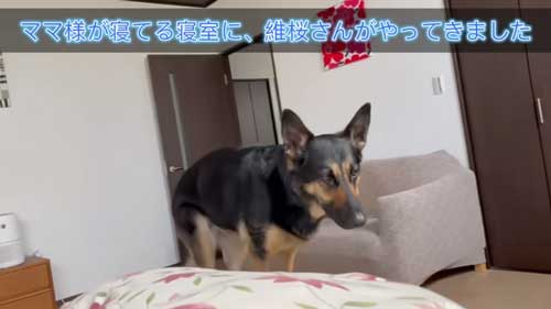 心配するシェパード