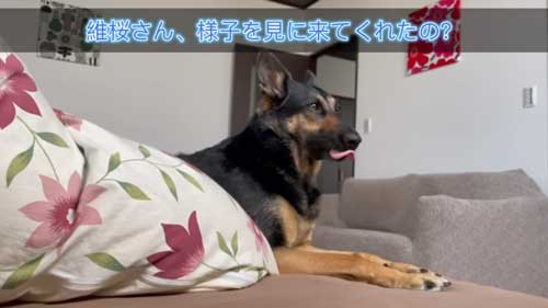 寝室に来たジャーマンシェパード